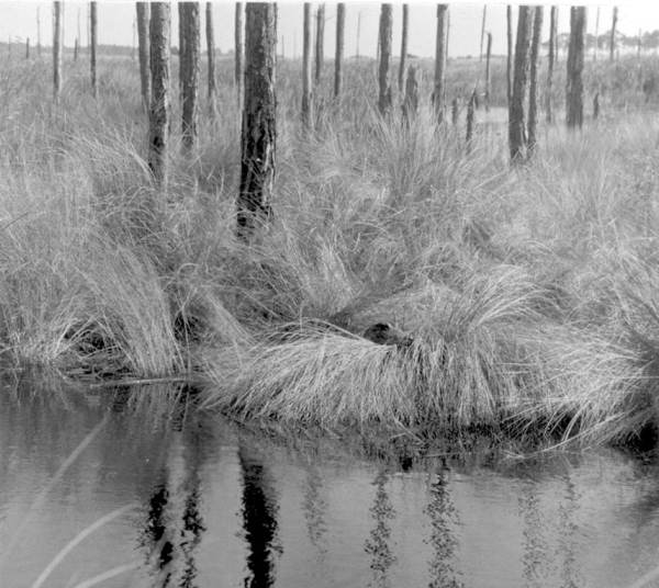 Alligator hiding in the swamp