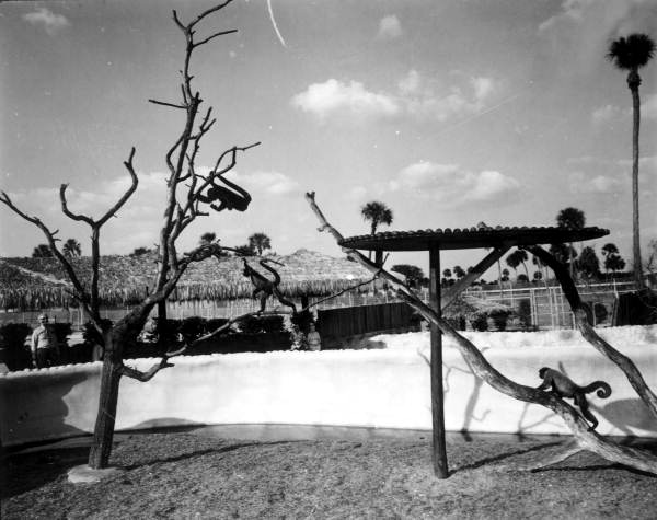 Monkeys at Busch Gardens - Tampa, Florida.