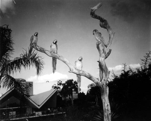 Parrots at Busch Gardens - Tampa, Florida