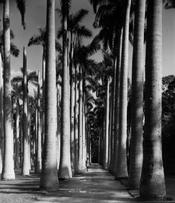 Tall palms at McKee Jungle Gardens - Vero Beach, Florida.
