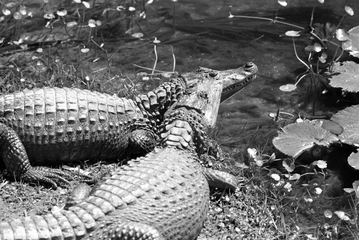 Two alligators