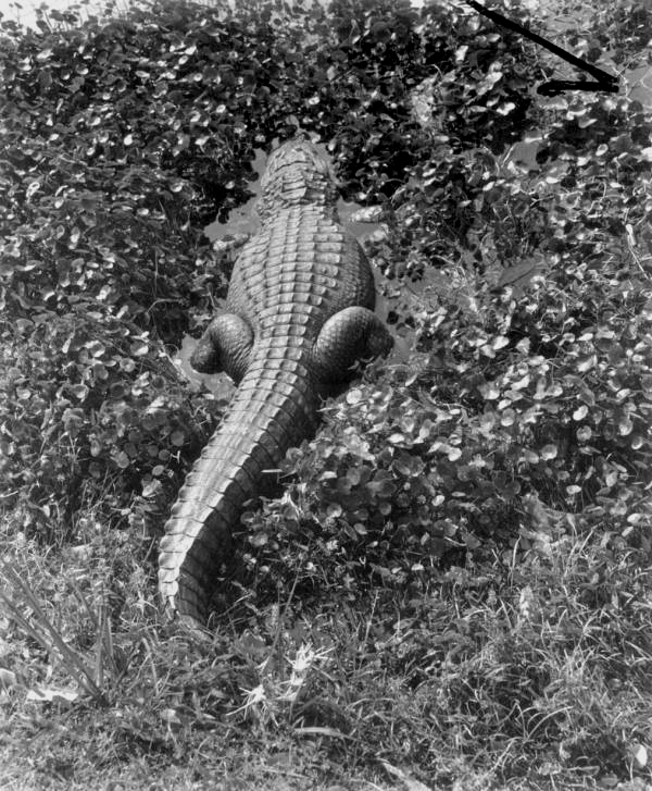 Alligator in the brush