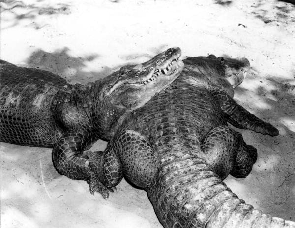 Alligators at an alligator farm - St. Augustine, Florida
