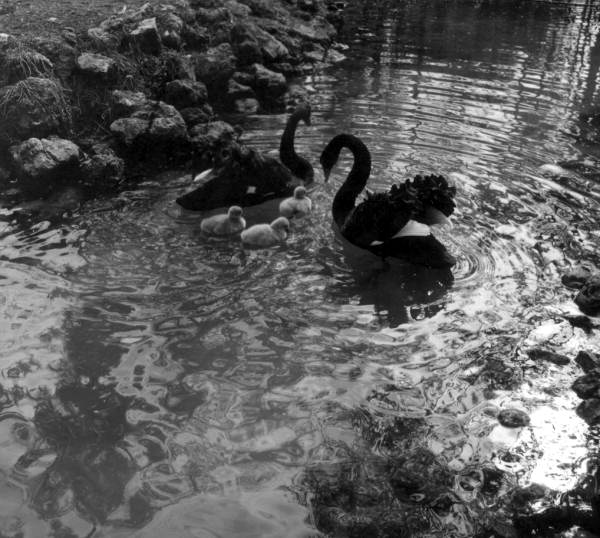 Swans at Homosassa Springs - Citrus County, Florida