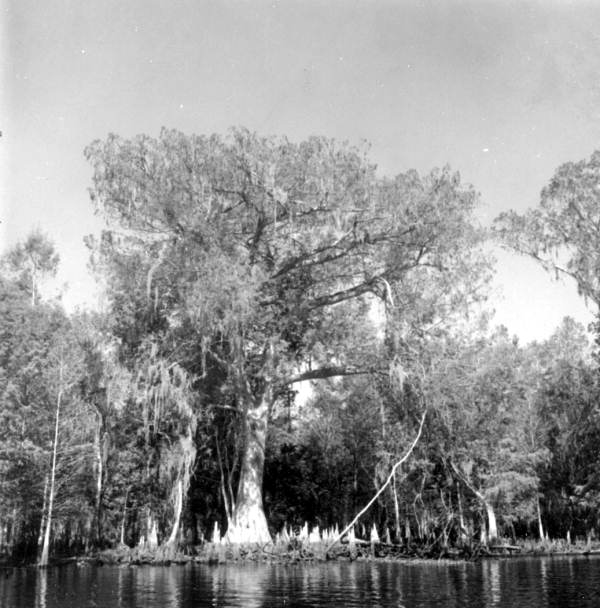 Cypress Trees - Marion County, Florida