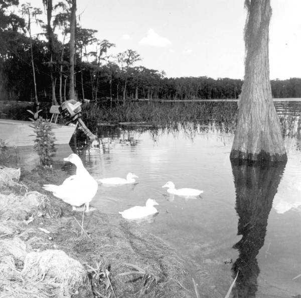 Ducks