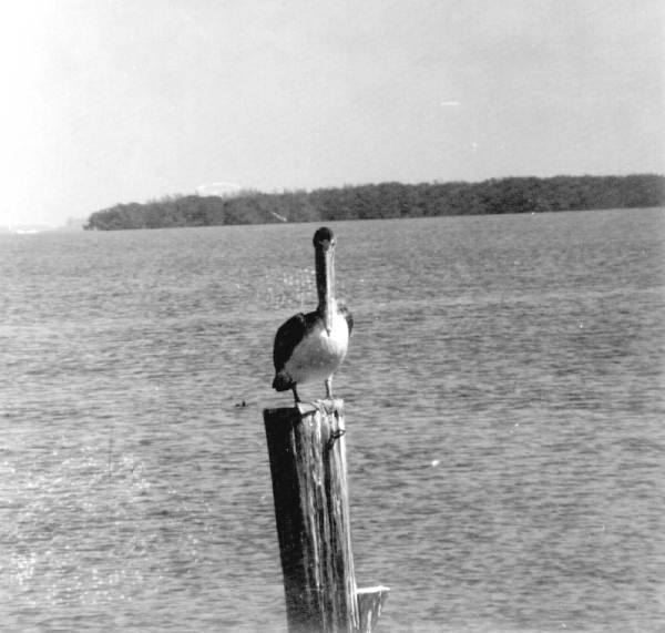 Pelican