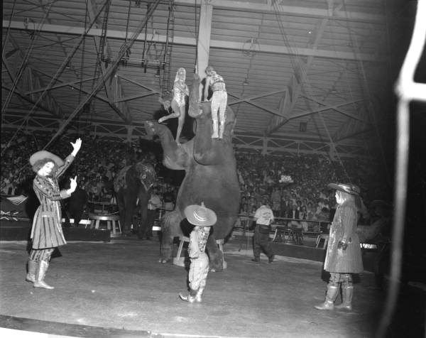 Elephants and clowns performing at the circus- Sarasota, Florida