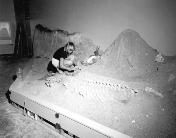 A staff member brushing the dirt from fossils at the Florida State Museum - Gainesville, Florida