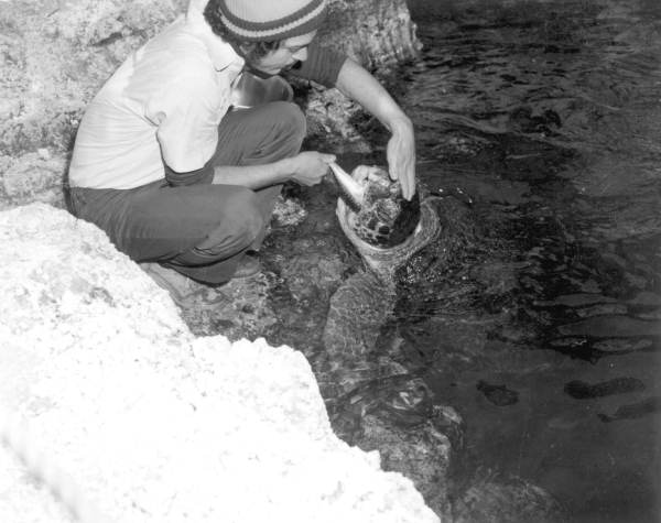 Theater of the Sea animal trainer feeding a turtle - Islamorada, Florida