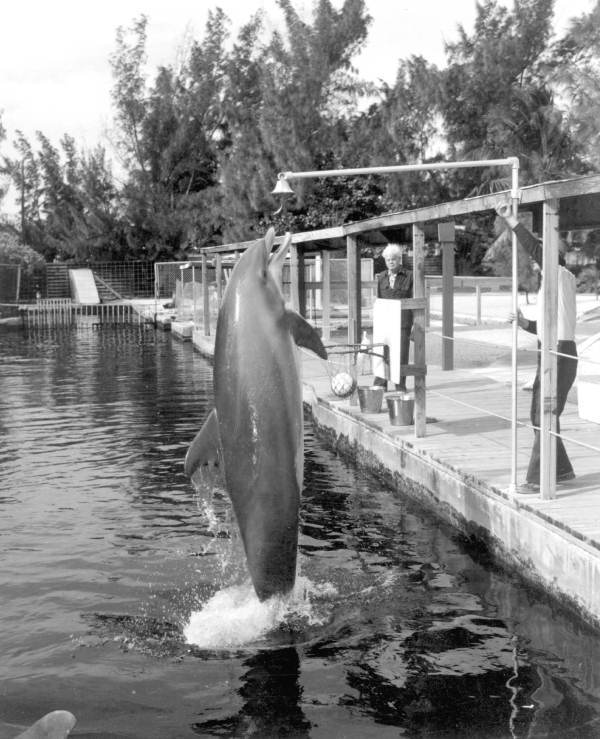 Dolphin performs leaps at the Theater of the Sea - Islamorada, Florida