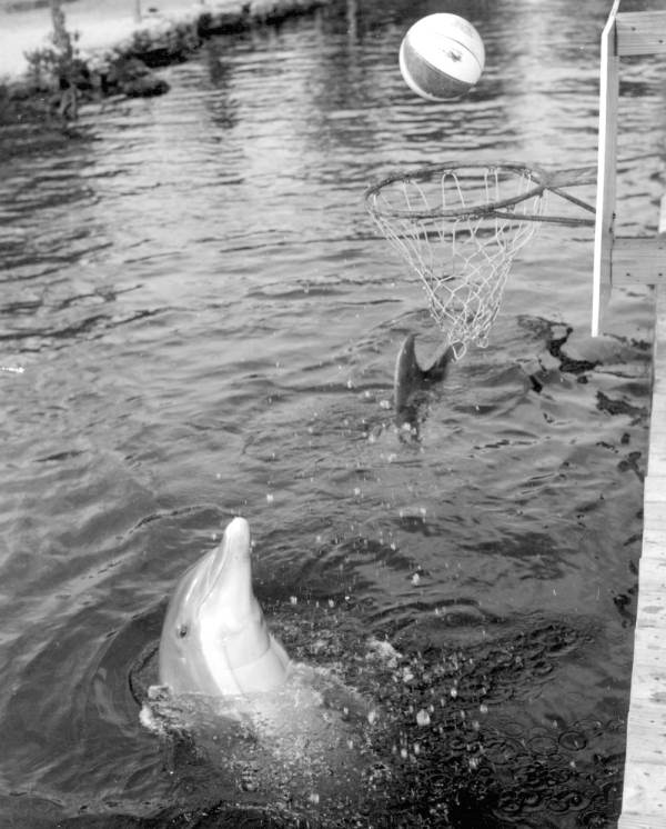Theater of the Sea dolphin "shooting baskets" - Islamorada, Florida