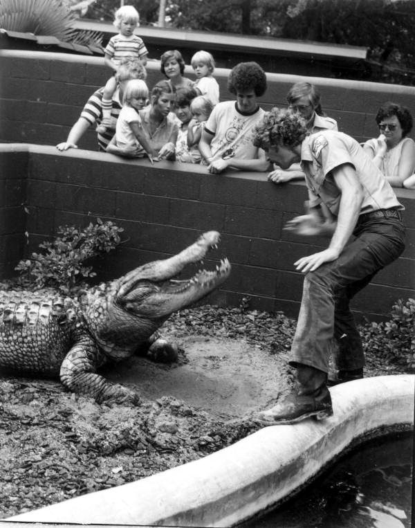 Alligator farm guide Jim Moulton posing with an alligator for spectators - St. Augustine, Florida