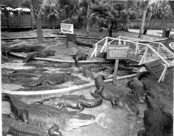Alligators at an alligator farm - St. Augustine, Florida