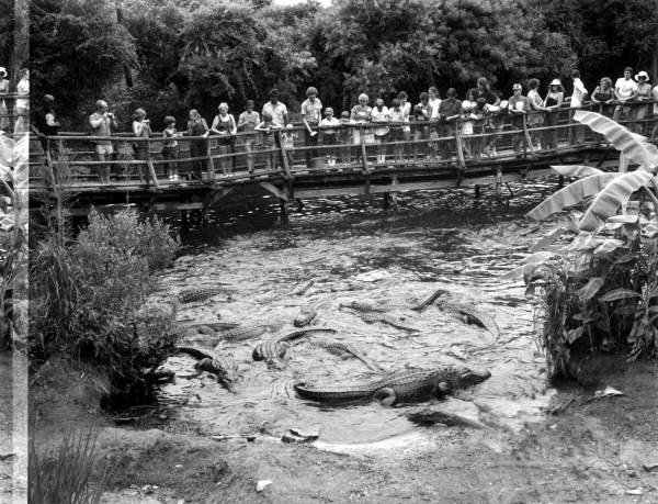 People observing alligators at an alligator farm - St. Augustine, Florida