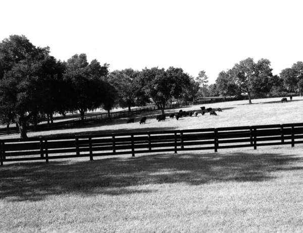 Cows grazing - Ocala, Florida