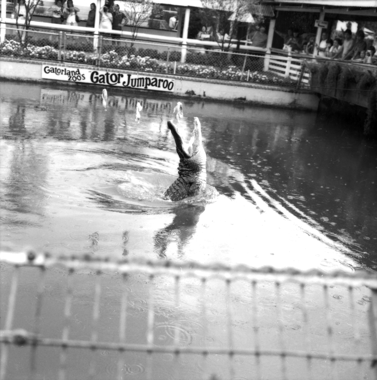 Jumparoo show at the Gatorland theme park - Orlando, Florida.