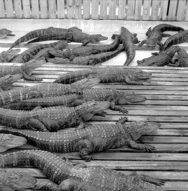 Alligators at the Gatorland theme park - Orlando, Florida.