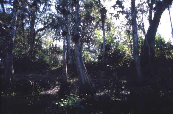 View of trees and bushes growing near the Hillsborough River.