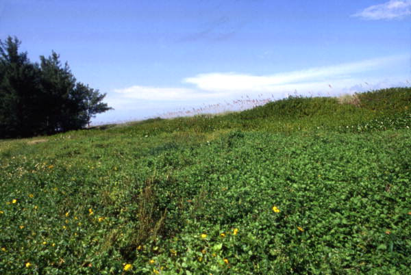 View showing vegetation at the Sebastian Inlet State Park - Melbourne Beach, Florida.