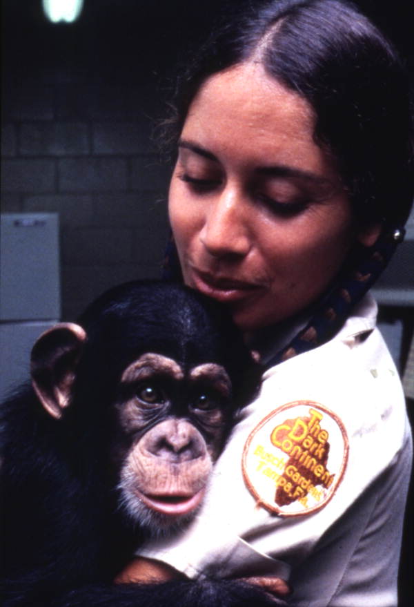 Busch Gardens amusement park employee holding a chimpanzee - Tampa, Florida.