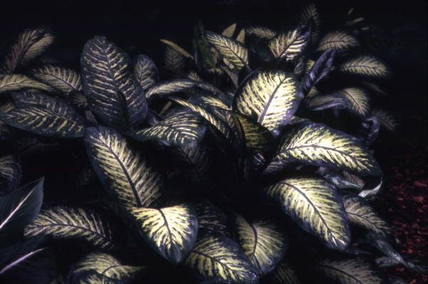View of Dumbcane (Dieffenbachia) at the Fairchild Tropical Garden in Miami, Florida.