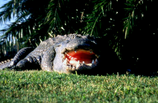 Close-up view of an alligator at the Gatorland theme park in Orlando, Florida.