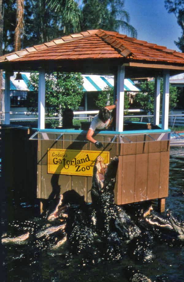 Employee feeding alligators at the Gatorland theme park in Orlando, Florida.