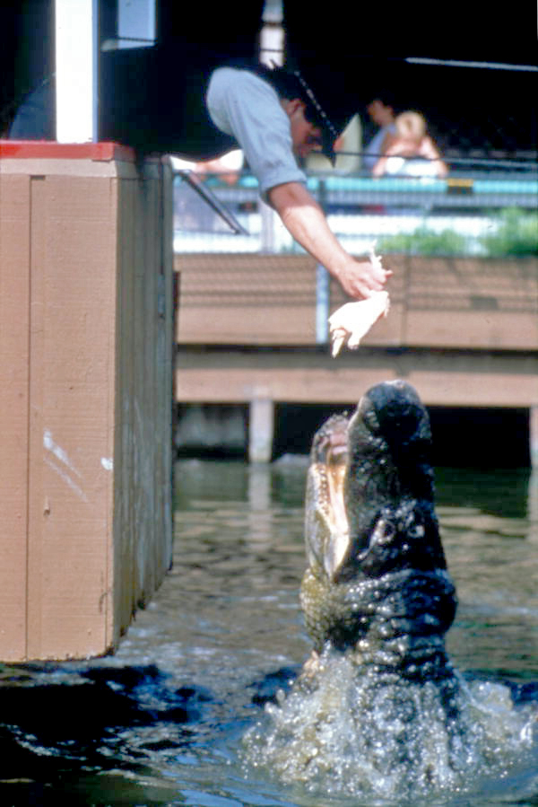 Employee feeding an alligator at the Gatorland theme park in Orlando, Florida.