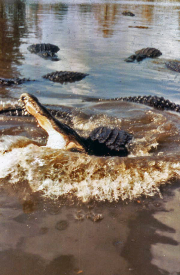 View showing alligators at the Gatorland theme park in Orlando, Florida.