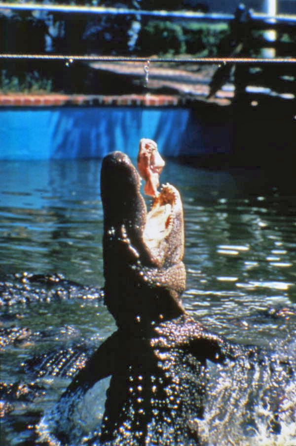 View showing an alligator leaping out of the water for food on a rope at the Gatorland theme park in Orlando, Florida.