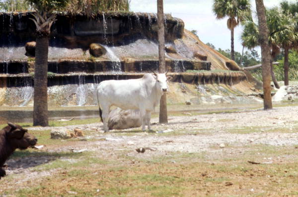 View of a Brahman bull at the Lion Country Safari amusement park in West Palm Beach, Florida.