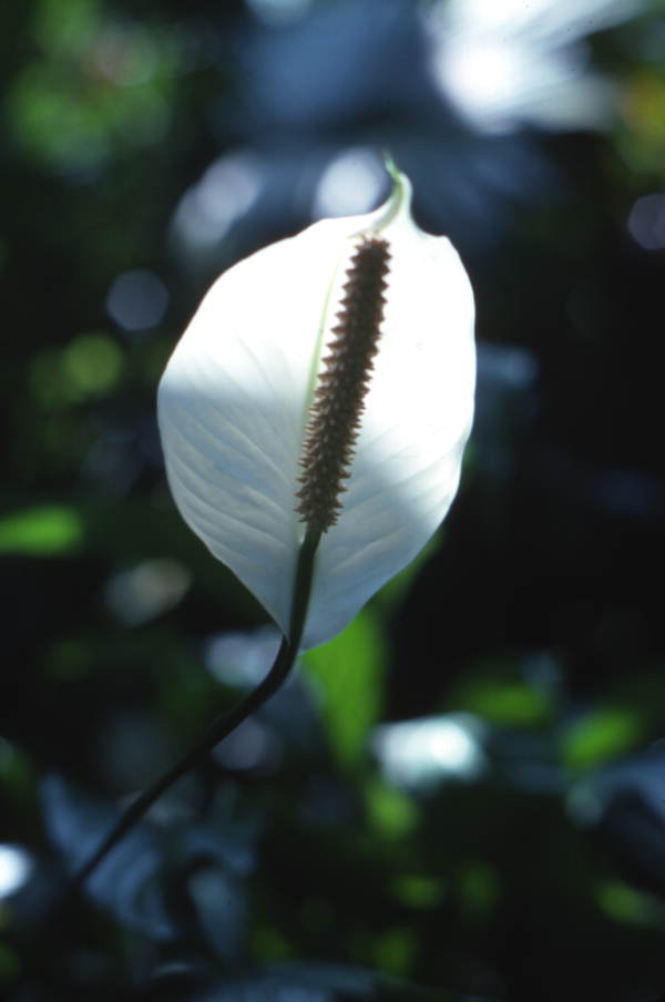 Close-up view of a Peace lily (Spathiphyllum) flower at the Sunken Gardens attraction in Saint Petersburg, Florida.