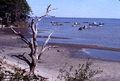View looking toward fleet of oyster boats at Apalachicola, Florida.