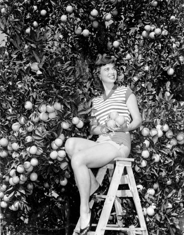 Freda Jones, of Portland, Oregon, picking oranges