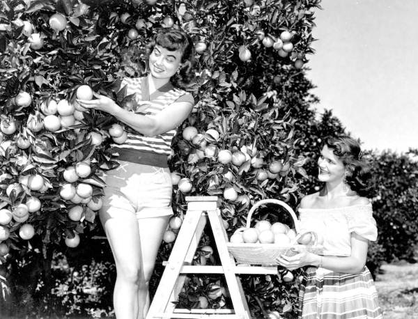 Freda Jones (left) and Shirley Allen picking oranges