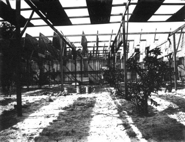 Inside the shed built by Stetson to protect his citrus grove