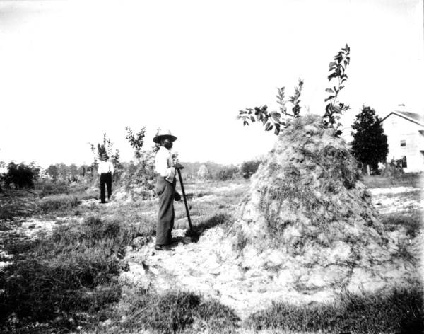 Hay covering the citrus trees to protect them from the freezing cold