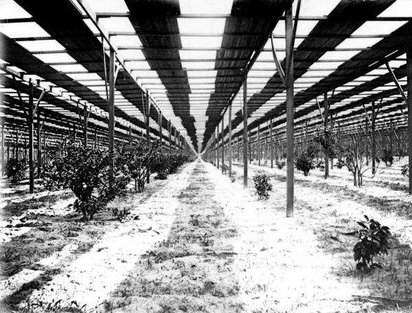 Inside the shed built by Stetson to protect his citrus grove