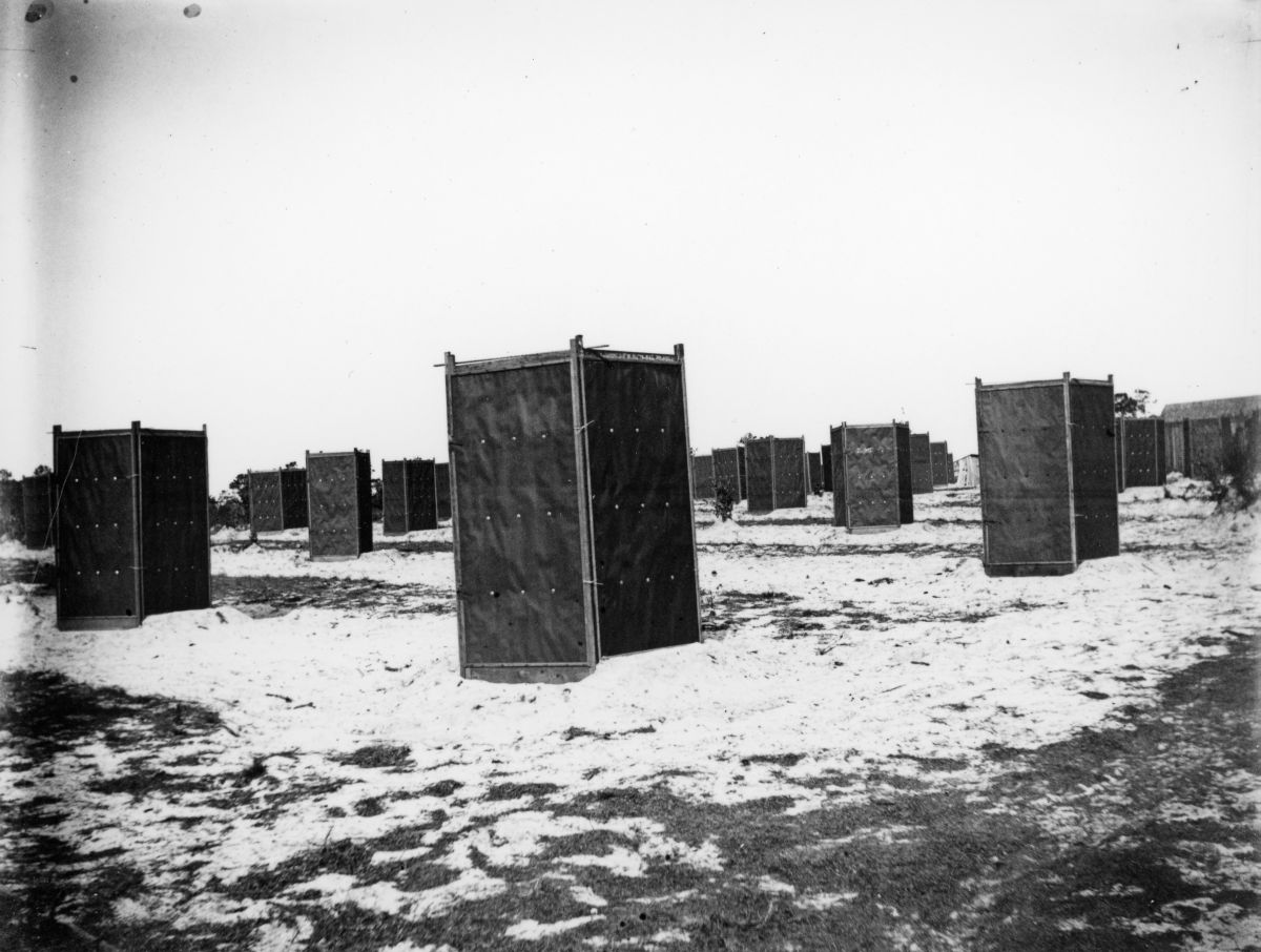 Covers protecting citrus trees from the freeze