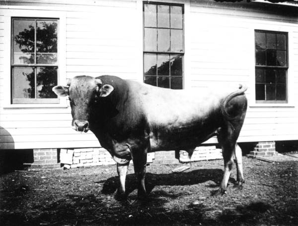 Bull