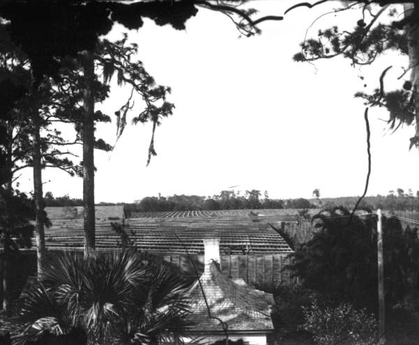 Stetson's slat shack protecting his citrus grove