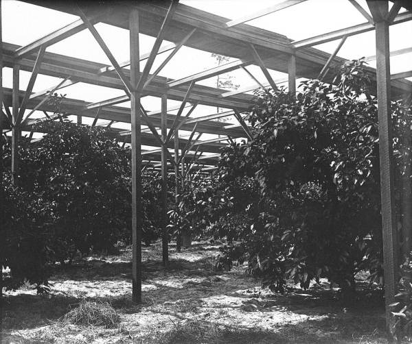 Stetson's slat shack protecting his citrus grove