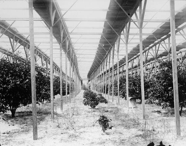 Stetson's slat shack with iron stoves protecting his citrus grove