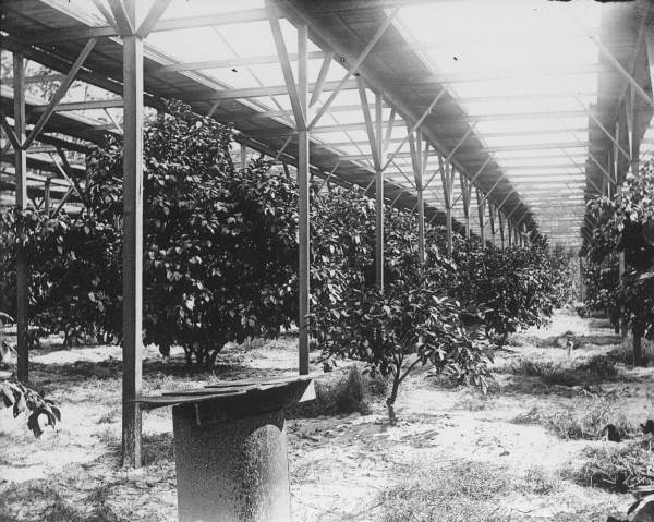 Stetson's slat shack with iron stoves protecting his citrus grove