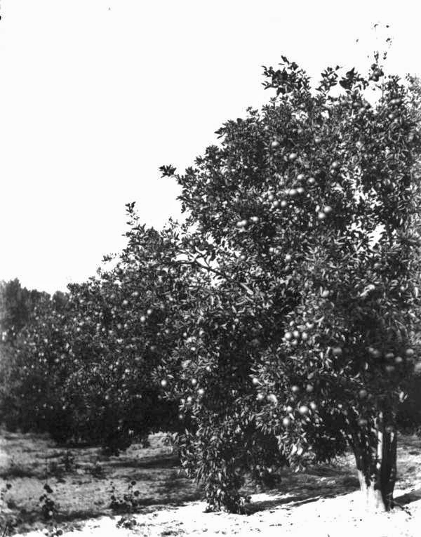 Citrus tree laden with fruit