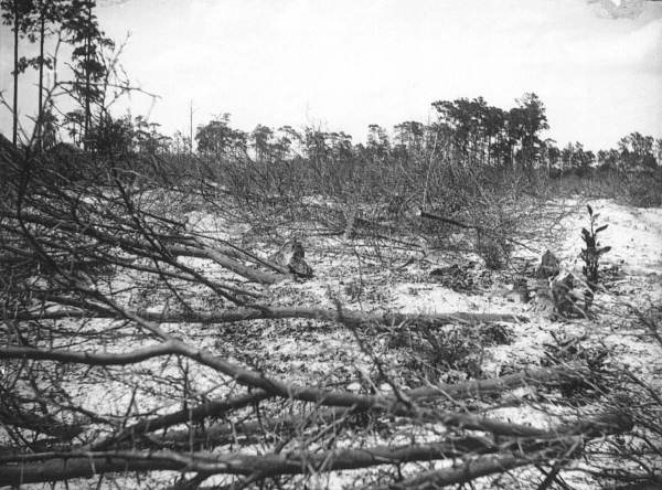 View of fallen trees on the snow covered ground