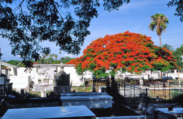 Key West Cemetery at Francis Street - Key West, Florida.