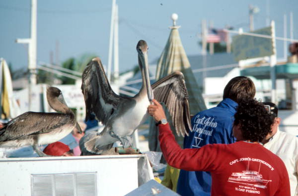 Mate Jeff, feeding pelicans at Garrison Bight City Marina - Key West, Florida.