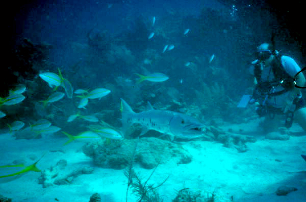 Capt. Spence Slate's pet barracuda "George".